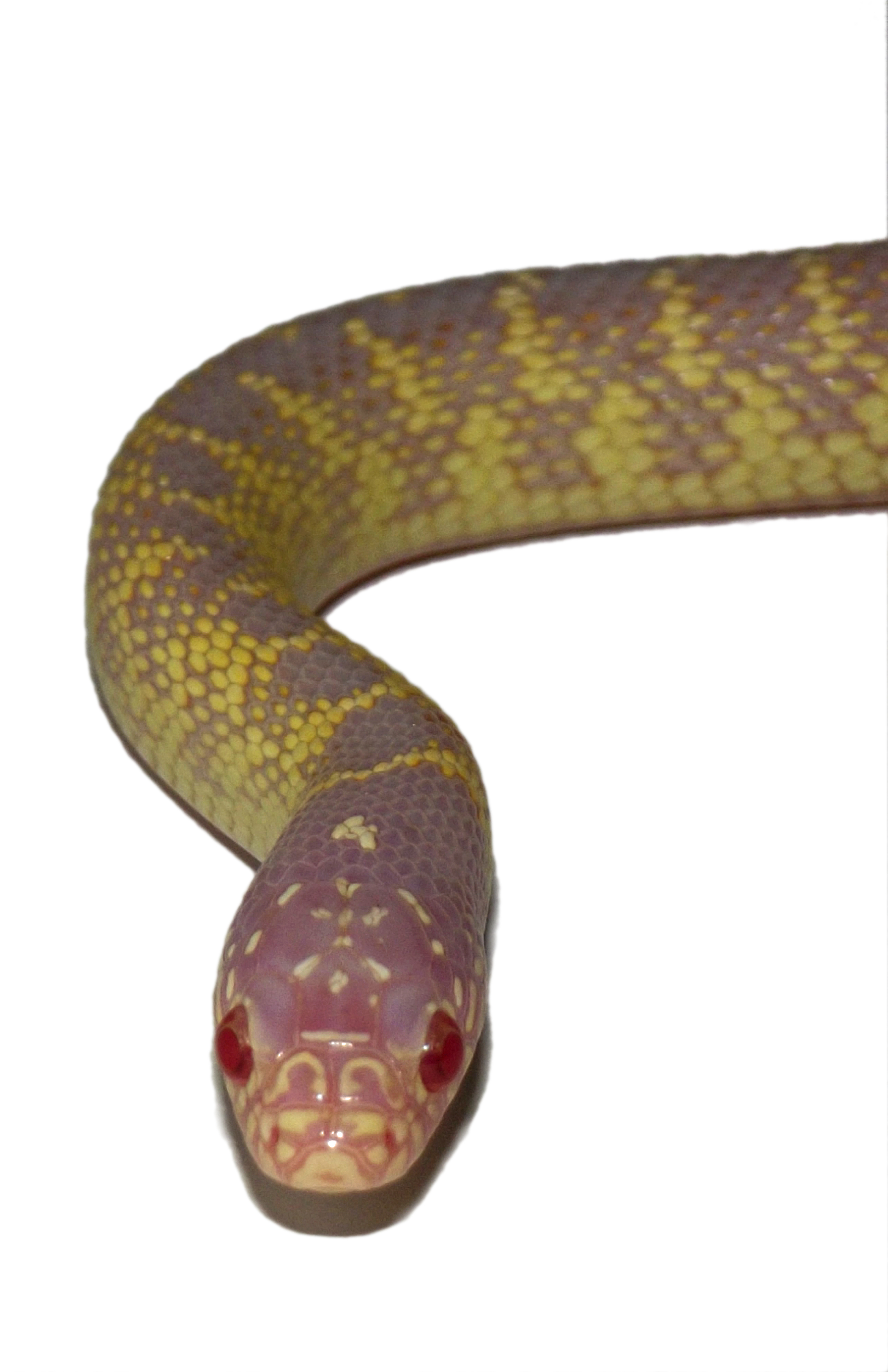 lampropeltis getula splendida lampropeltis getula splendida